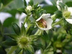 �������̉�