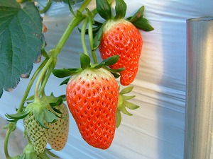 �������摜�@�����Ђ�