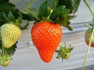 �������摜�@�A�X�J���r�[