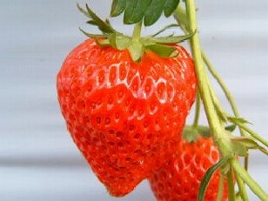 �������摜�@�g�ق���