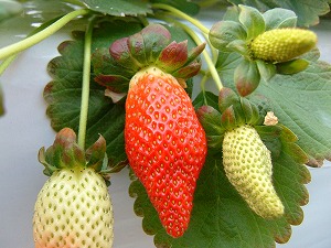 �������摜�@�T���G���W�F��