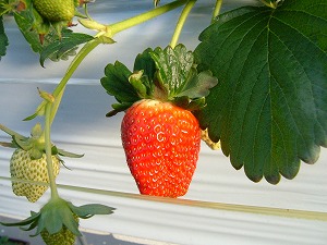 �������摜�@�Ƃ����Ƃ�