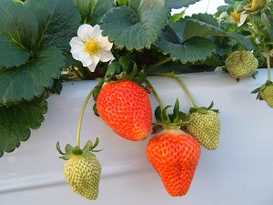 �������摜�@�����ق̂�